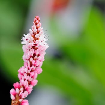 Spotted knotweed