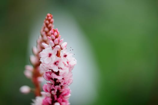 Spotted knotweed