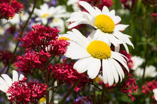 Flowers in spring,close-up of marguerite in a meadow