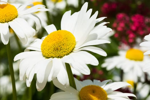 Flowers in spring,close-up of marguerite in a meadow