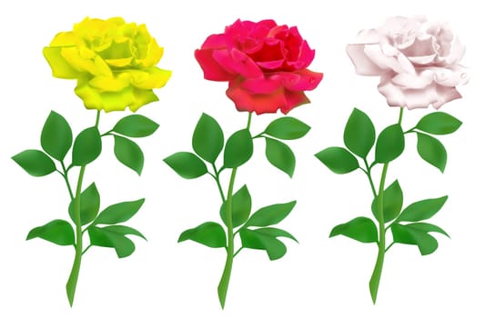 Realistic rose isolated on white background. Mesh tool used.