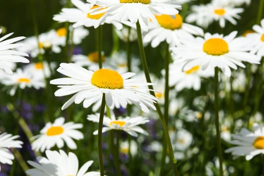 Flowers in spring,close-up of marguerite in a meadow