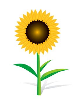 Beautiful Realistic Yellow Sunflower on White Backgound