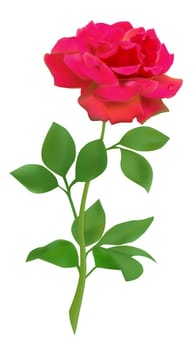 Red realistic rose isolated on white background