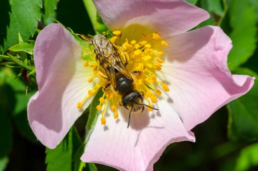 bee pollinating a wild rose
