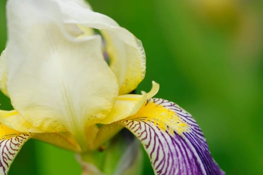 lily