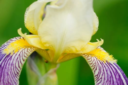 lily