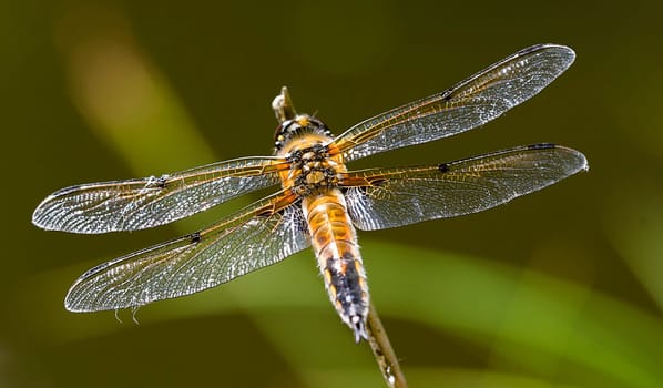 vierflecklibelle