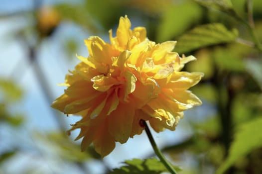 yellow curly head