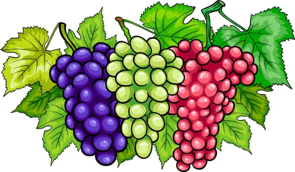Cartoon Illustration of Three Bunches of White and Red and Black or Blue Grapes or Grapevine Fruit Food Design