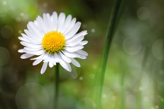 Wild daisy flower in the meadow. Nature background with copy space. Macro shot