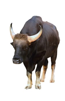gaur isolated on white background