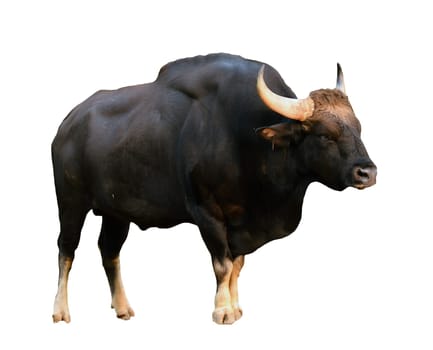 gaur isolated on white background