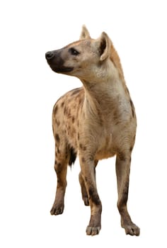 spotted hyena isolated on white background
