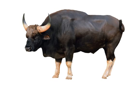gaur isolated on white background