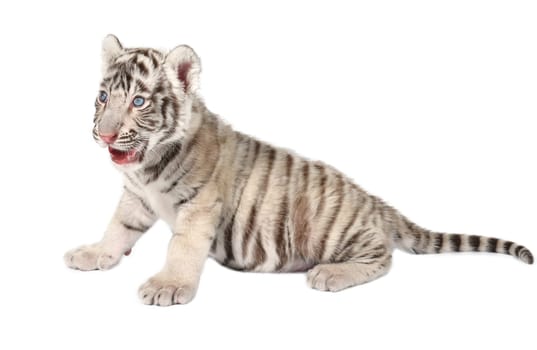 baby white bengal tiger isolated on white background