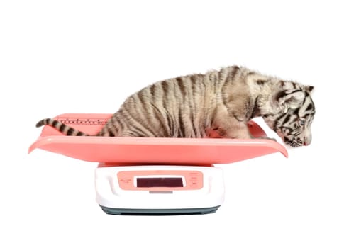 baby white tiger on weight scale isolated on white background