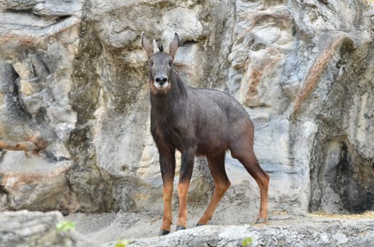 seraw, the endanger species in thailand