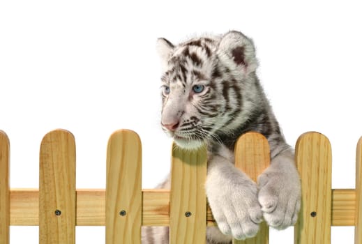 white bengal tiger and wooden fence isolated on white background