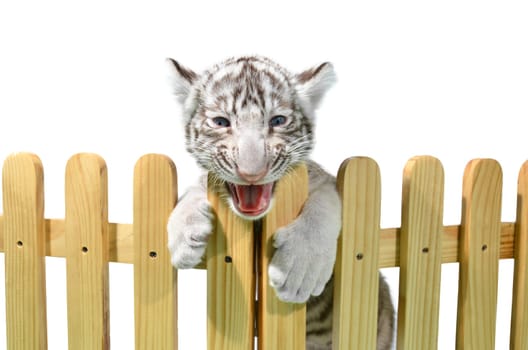 white bengal tiger and wooden fence isolated on white background