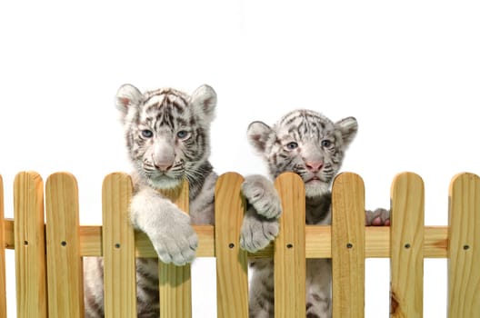 white bengal tiger and wooden fence isolated on white background