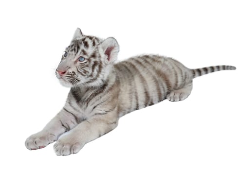 baby white bengal tiger isolated on white background