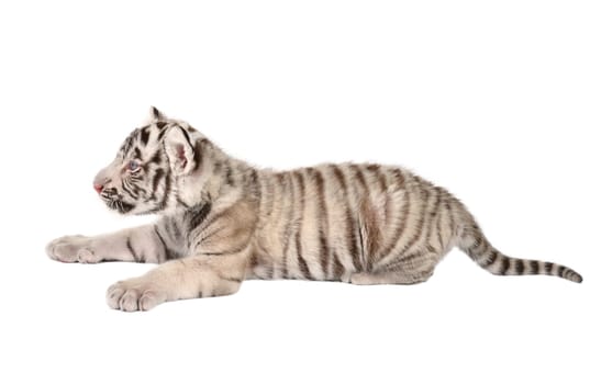baby white bengal tiger isolated on white background