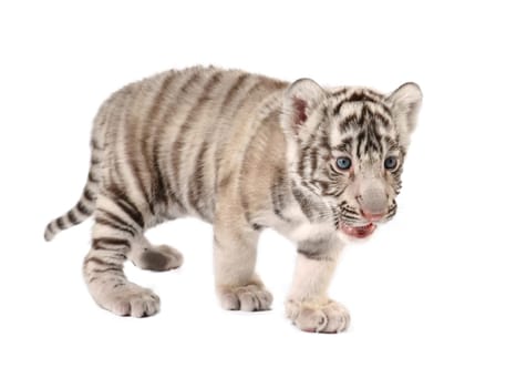 baby white bengal tiger isolated on white background