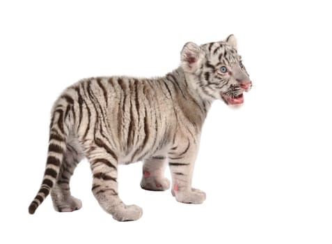 baby white bengal tiger isolated on white background