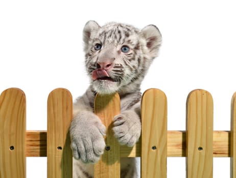 white bengal tiger and wooden fence isolated on white background