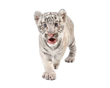 baby white bengal tiger isolated on white background