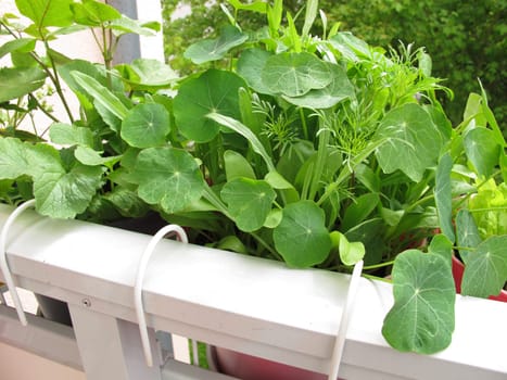 Nasturtium in the flowerpot on the balcony
