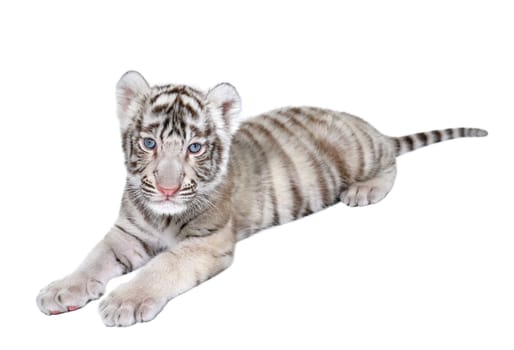 baby white bengal tiger isolated on white background