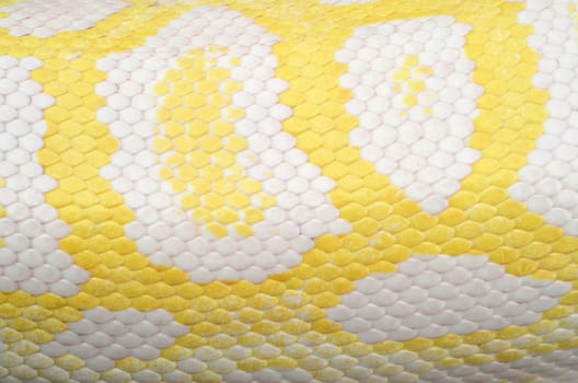 background textured of albino phyton skin