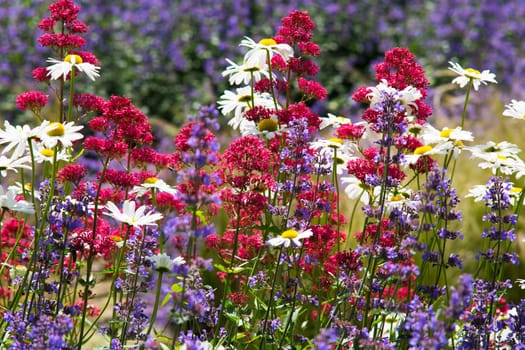daisies in meadow,flowers and plants in summer