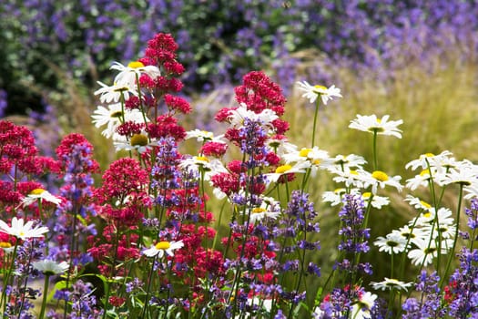 daisies in meadow,flowers and plants in summer