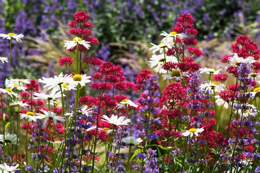 daisies in meadow,flowers and plants in summer