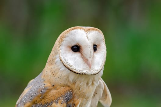 barn owl with green background in Italian