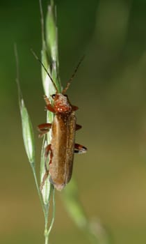Red-necked buck - male