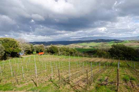 vineyard in the hills of Tuscany in Italy