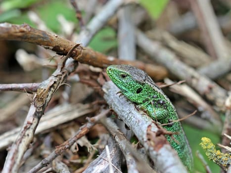 Male sand lizard on the Dörnberg