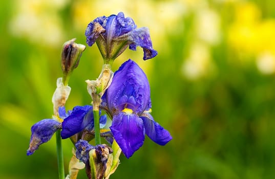 Iris exhibition at Merian Park Basel blue variety