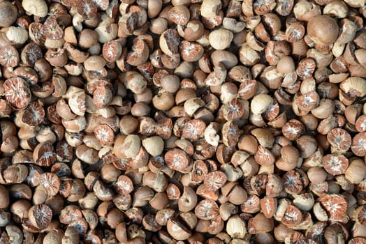 Close - up shot of dried beetle nuts