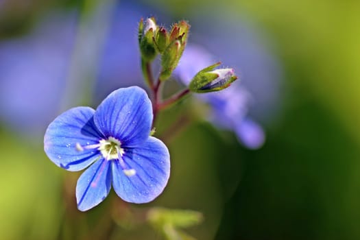Gamander Award (Veronica chamaedrys)