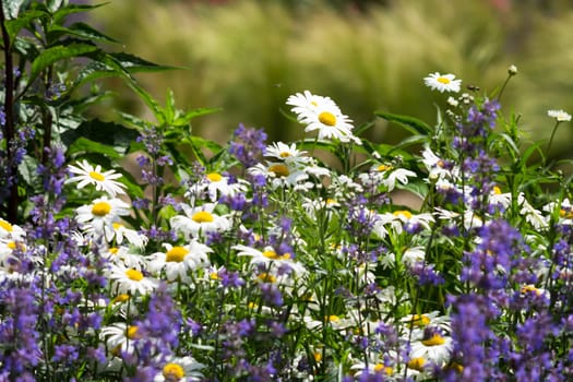 Spring,daisies and lavender in a meadow