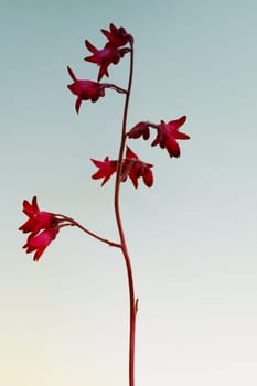 Die Nahaufnahme eines Heuchera Purpurglöckchens vor einem homogenen Hintergrund.