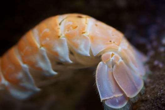 The close-up of a lobster tail.