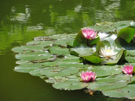 Water Lilies - Nymphaea