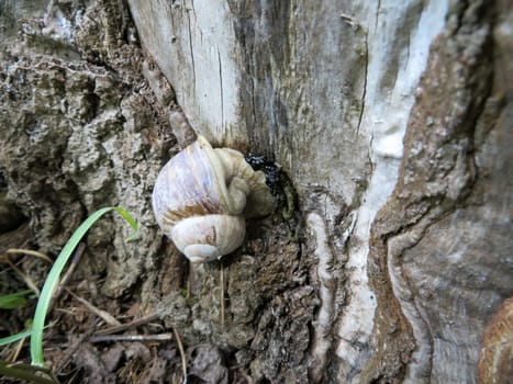 Vineyard snail - Helix pomatia