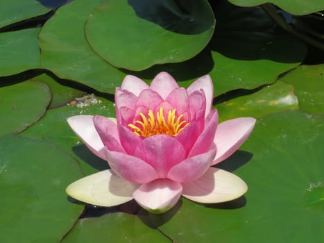 pink water lily - Nymphaea